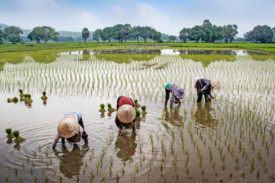台灣早期農業社會以米飯為主食